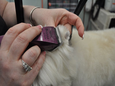 Pet Westie Trim